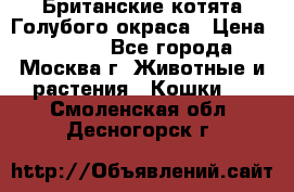 Британские котята Голубого окраса › Цена ­ 8 000 - Все города, Москва г. Животные и растения » Кошки   . Смоленская обл.,Десногорск г.